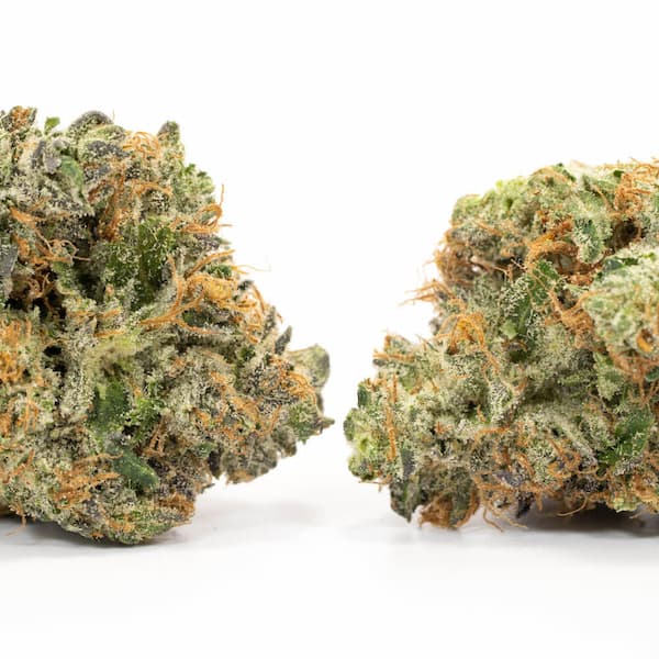 Auto Cotton Berry Rush > Original Sensible Seeds | Autoflowering Cannabis   |  Indica